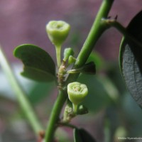 Breynia vitis-idaea (Burm.f.) C.E.C.Fisch.